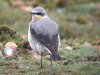 Wheatear at Gunners Park (Steve Arlow) (112833 bytes)